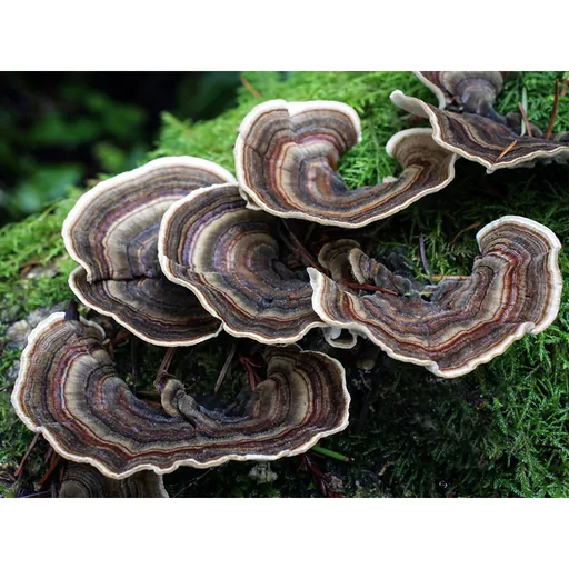 Coriolus Versicolor Extract | Immune-Boosting Mushroom Powder