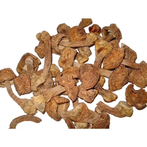 Agaricus Blazei Extract Sustainable Sourcing