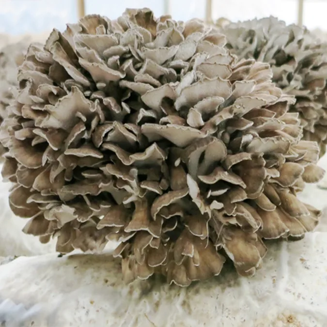 Maitake Mushroom Extract Powder