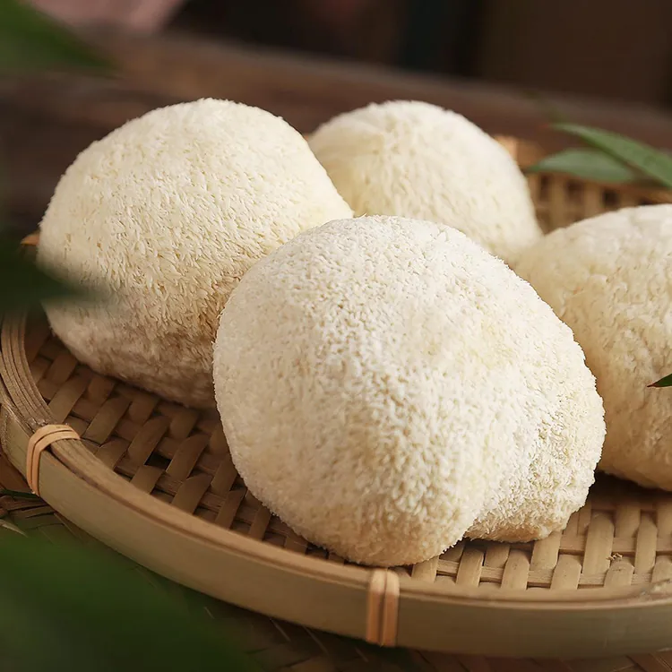 Pale Lion's Mane mushrooms with a shaggy surface