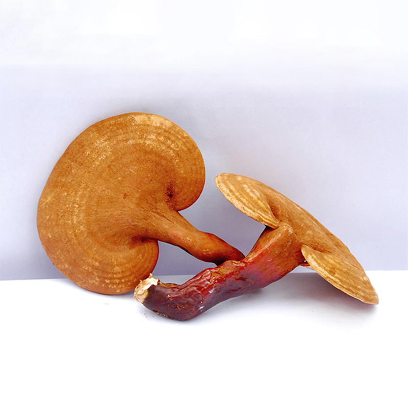 Pure Organic Reishi Mushroom Powder for Health and Wellness