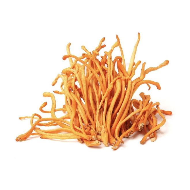 What is the difference between cordyceps extract and other mushroom extracts?