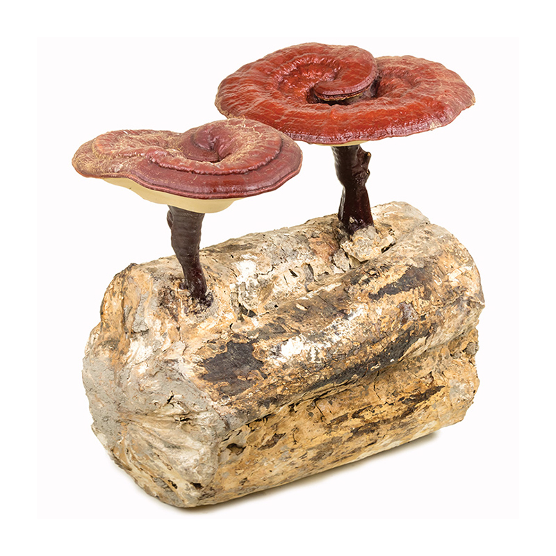 Red Reishi Mushroom Powder – Potent Immune & Longevity Support