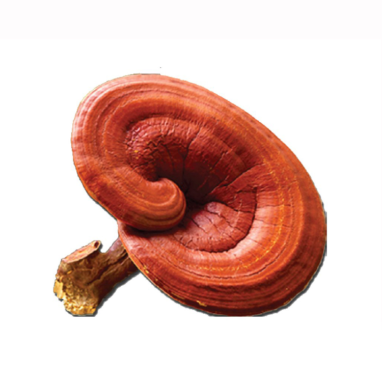 Reishi Mushroom Extract Powder - Premium Ganoderma for Wellness & Immunity